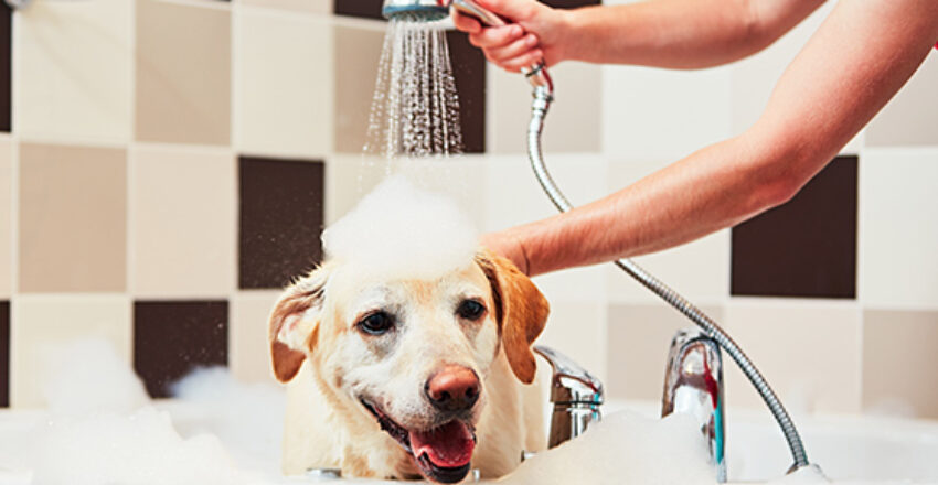 Tips to Settle Your Dog Into His New Home